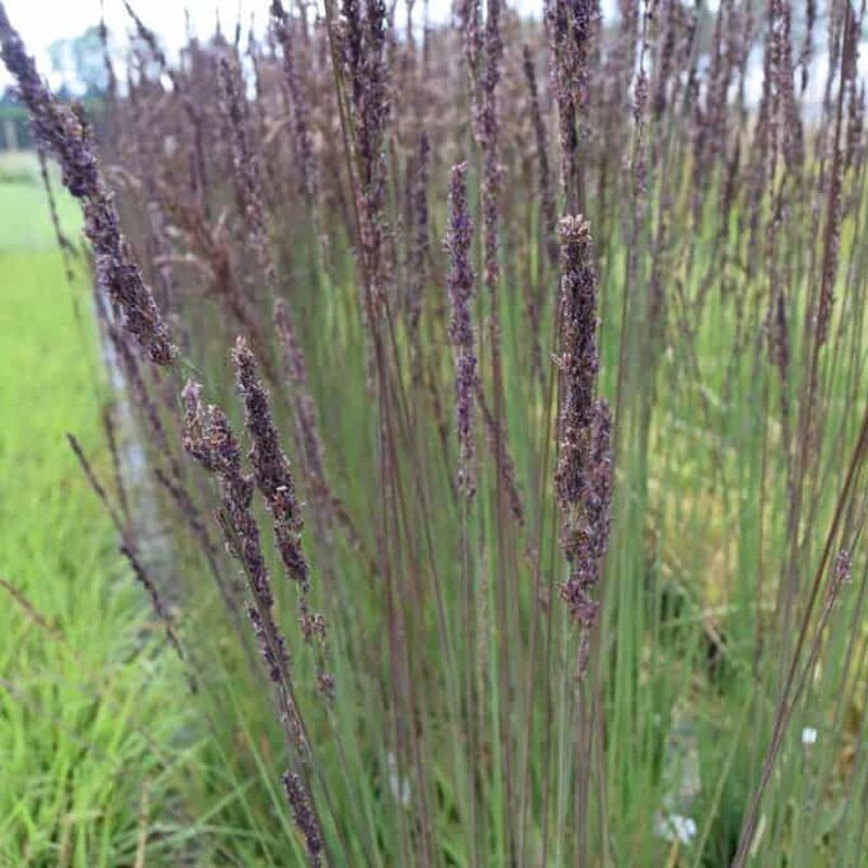 Molinia caerulea ssp. caerulea 'Moorhexe' ---